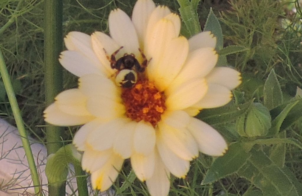 Ragno giallo tatuato: Synema globosum (Thomisidae)